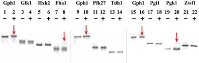 Exploring cell cycle-mediated regulations of glycolysis in budding yeast